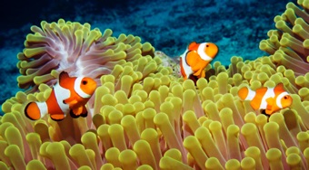 Clownfish